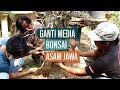 Ganti Media Bonsai Asam Jawa