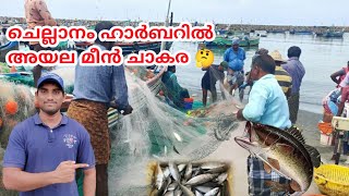 chellanam Harbour fishing!!അയല മീൻ ചാകര കാണണോ