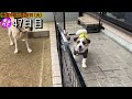 ⑦ただただ仔犬を見る動画【45日目〜51日目】