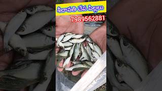 భారత దేశం అంతటా  మన చేప పిల్లలు డెలివరీ #fishseed #fish ##amazing #shorts