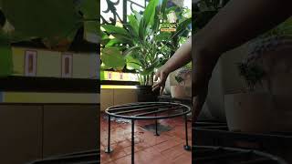 🛒 Amazon Online shopping | Best Planter stand 🪴 | plant stand indoor outdoor | Reviews by Archana