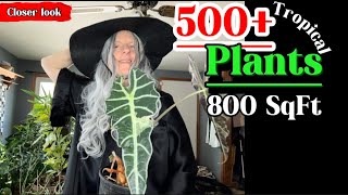 Living w 500+ plants: 800 sqft house