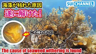 磯焼け解明に一歩前進できた！海藻が枯れた原因、一年越しに判明！