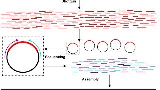 Shotgun sequencing