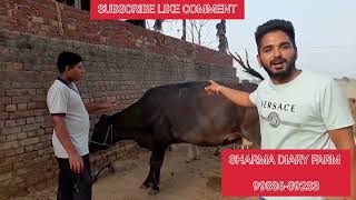 PURE HF 8 ਗਾਵਾ । FULL VIDEO COW FOR SALE @50000