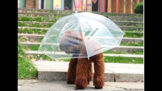 【雨の日も安心】ワンちゃんも喜ぶ ペット 用 傘 小型犬 中型...