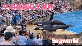 San Diego Vlog #2 Seaworld 【圣地亚哥海洋世界】闲游记