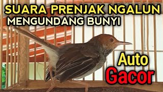 PRENJAK GACOR SUARA NGALUN TERBAIK UNTUK MASTERAN BURUNG PRENJAK BAHAN & OMBYOKAN