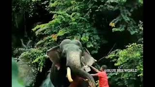 ഏഷ്യയിലെ ഏറ്റവും ഉയരം ഉണ്ടായിരുന്ന ആന  Asia’s biggest elephant  🐘