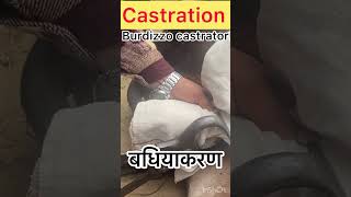 Castration of bull l dr umar khan