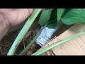 purchased a monstera aurea but not happy. unboxing an aurea.