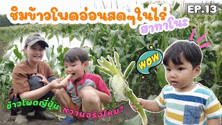 EP.13 | แม่บ้านญี่ปุ่น พาเด็กๆไปเก็บข้าวโพดอ่อนญี่ปุ่น : ชิมสดๆในไร่ หวานจริงไหม?