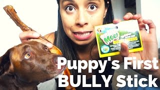 Puppy's First Bully Stick | What Did I Buy?!?