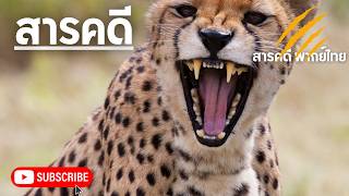 สารคดีสัตว์โลก ตอน เสือชีตาห์นักล่าแห่งทุ่งหญ้า ชีตาห์แม่ลูกอ่อน ลูกชีตาห์ สารคดีเสือ