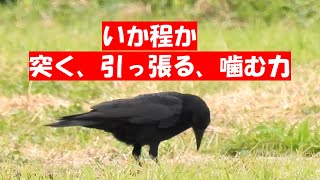 №98 カラスの力を科学する