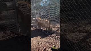The Lion Doesn’t Sleep