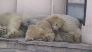 2009-04-09 円山動物園 ホッキョクグマの双子