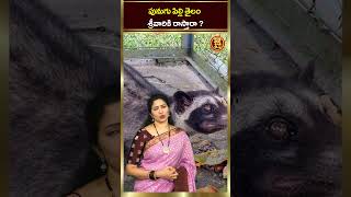 పునుగు పిల్లి తైలం శ్రీవారికి రాస్తారా | Punugu Pilli Thailam In Tirumala | Jai Hindu