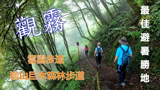 觀霧-檜山巨木森林步道-雲霧步道(2023-7-21)