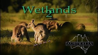 Nejznámější zvířata Austrálie, Klokani (Wetlands #2) FULL HD 1080p