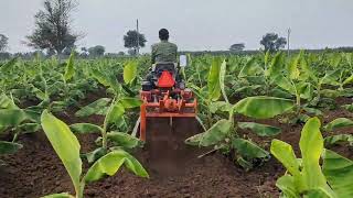 Cultivation of banana crop Spacing between banana crops | Rotavator |Tractor Rotavator Cultivation | cattle