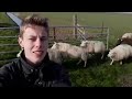 boerenvlog schapen naar een ander stuk 22