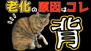 【老ける元凶】若返りに必須！猫背/巻き肩を即効2分！丸い猫背・巻き方矯正セルフケア整体