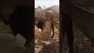 boy drinking donkey's milk #short #viral #tiktok