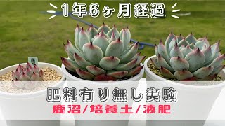 葉挿し桃太郎の肥料ありなし実験🍑1年6ヶ月目🍑鹿沼 / 培養土 / 液肥【 多肉植物 / エケベリア 】