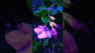 Purple flower in the rain #flowers #flower #shorts #ytshorts #rain #purple #whatsappstatusvideo