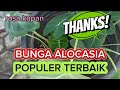 review bunga alocasia dihalaman rumah cantik dan inda