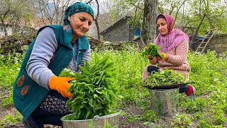 Spring nettle harvest in the village for a hearty and very healthy lunch