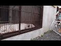 2015.9.13 宇都宮動物園☆ホワイトタイガーのアース【white tiger】_01