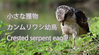 【小さな獲物】カンムリワシ幼鳥 Crested serpent eagle