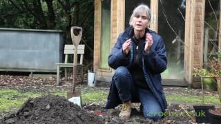 Planting betulas in 3's to create a multi-stemmed effect