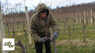 SBTV - DNEVNIK - OREZIVANJE VINOGRADA - 31.01.2023.