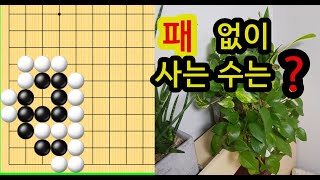 패 없이 사는 수는?  #12