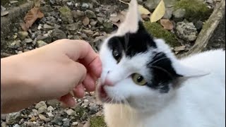 【伏見稲荷】兄妹で全然甘え方が違う猫オグロ妹　A cat with a completely different way of spoiling