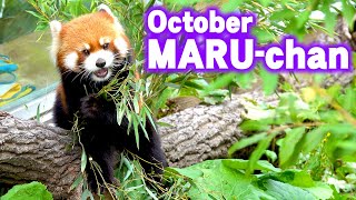 【レッサーパンダ】10月のまるちゃん　Red Panda Maru-chan at Maruyama Zoo