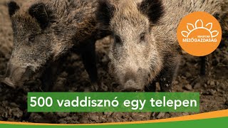 500 vaddisznó egy telepen – vadaskerteknek vadászati céllal | MMG