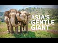 2 Hours Of Amazing Wildlife Surviving Asia's Extreme Climate