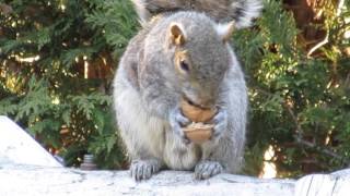 THE BEST CLOSE UP of Squirrel Eating a Walnut in HD!