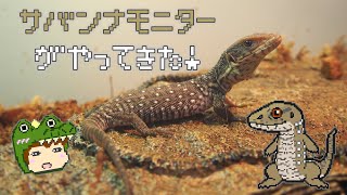 【爬虫類・サバンナモニター】新たにうちに来た子を紹介＆初給餌します【ゆっくり飼育記録】