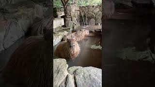 【LIVE】カピバラの水風呂 capybara cold bath