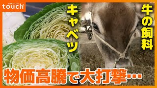 とんかつ店はキャベツが…酪農業は飼料が…大打撃の物価高をどう乗り切る！？