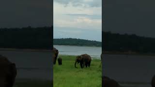 Elephant in near tank