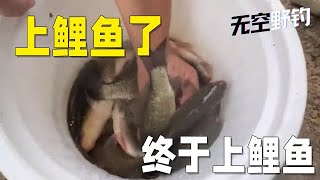 【無空野釣】上鯉魚了，終於上鯉魚了 #钓鱼 #探险 #户外 #钓鱼生活 #钓鱼高手 #钓鱼分享 #钓鱼佬 #大鱼