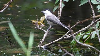 河口湖フィールドセンターのコガラの水浴び　その３７（4K60P動画）