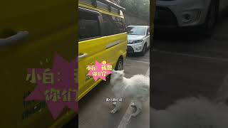 正版【铁牛旅行记】马犬石榴和萨摩耶小白，芒果，平安见面那一刻感动现场很多人。