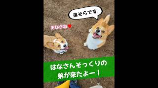 はなかな？そらかな？そっくりな姉弟♥️　#コーギー 　#コーギーおしり 　#コーギー犬 　#コーギーかわいい 　#尻尾ありコーギー